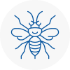 Holywell Hornet Nest Removals