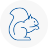 Holywell Rodent Removals