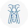 Holywell Wasp Nest Removal